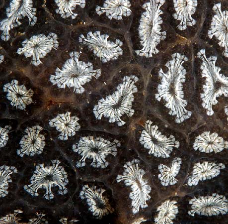 graphic arts (made by nature)