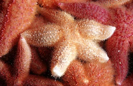 seastars