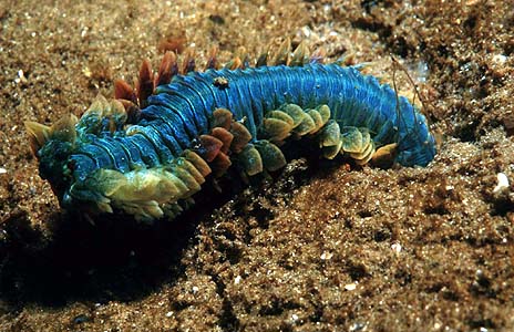 simply a worm