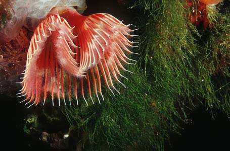 the beauty worm