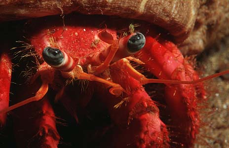 hermit crab