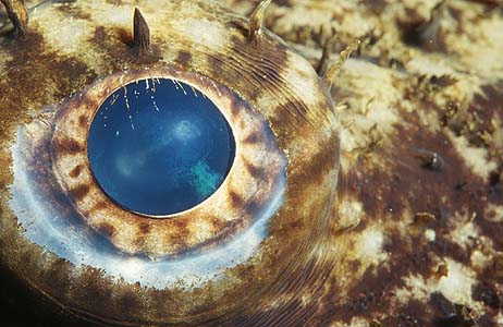 a world in an Eye