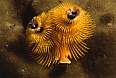 Link to the Gallery of Papua Neuguinea picture (trip in March 2007)